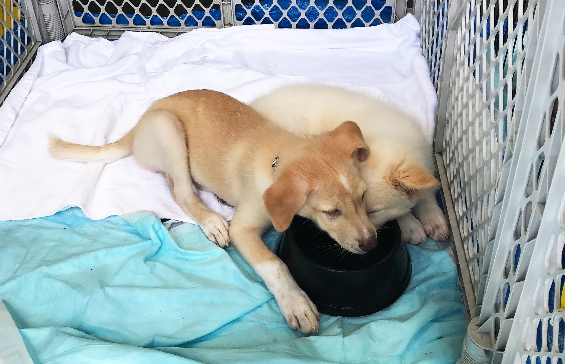 2匹の犬が寄り添っている写真